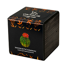 Набор для выращивания Small village cube Эхинокактус Альбинос